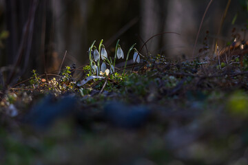 Spring white flower Snowdrop - Galanthus in wild forest
