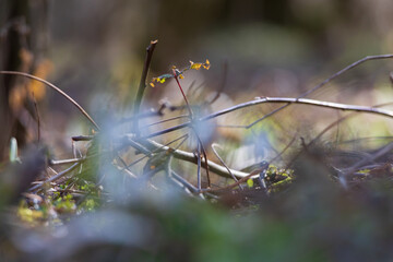 Spring white flower Snowdrop - Galanthus in wild forest