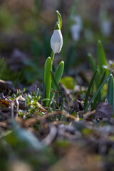 Spring white flower Snowdrop - Galanthus in wild forest