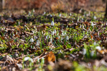 Spring white flower Snowdrop - Galanthus in wild forest