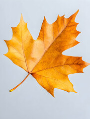 Golden Maple Leaf Falling Against Light Background