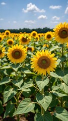Obraz premium Yellow blooming sunflowers waved by wind grow in agricultural field. Cultivation of oil giving plants at picturesque farmland on summer day