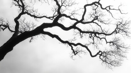 Fototapeta premium A silhouette of bare, sun-dappled tree branches against a soft, hazy sky, evoking a sense of tranquility and the passing of time.