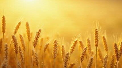Fototapeta premium Golden Wheat Field at Sunset A Harvest of Abundance and Natural Beauty