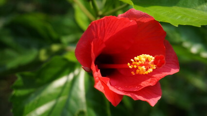 Obraz premium Vibrant Red Hibiscus in Full Bloom