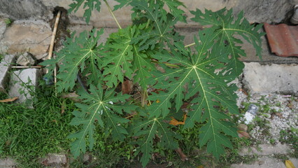 Close up Green Papaya Plant with Decorative Leaves Outdoor Detail