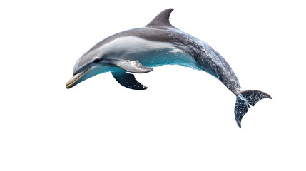 
Dolphin leaping out of turquoise waves, playful marine mammal, cut out on transparent background