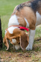 The beagle is standing by a tree, sniffing intently at something, its snout stuck to the ground.