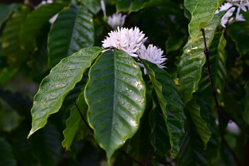 Coffee bean flowers blossom blooming on tree, White Coffee flowers blooming on the coffee plant, Honey bee on Robusta coffee blossom on tree plant with green leaf with black color in background