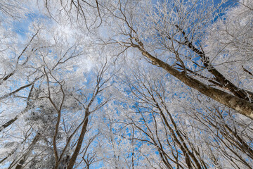 見上げると美しい青空と霧氷	