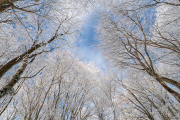 見上げると美しい青空と霧氷	