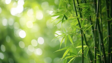 A verdant tapestry woven from slender bamboo stalks, their delicate leaves whispering secrets in the gentle breeze.