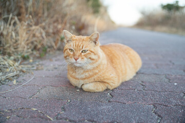 寝そべってくつろぐ可愛い野良猫