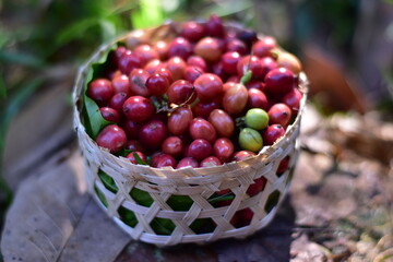Coffee beans drying in the sun. Coffee plantations at coffee farm, Freshly harvested coffee beans...