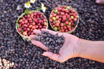Coffee beans drying in the sun. Coffee plantations at coffee farm, Freshly harvested coffee beans in a basket on a coffee farm, Hand with fresh coffee beans harvested from the plantation