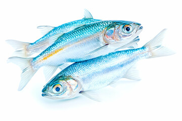Fototapeta premium Three silvery fish on white background