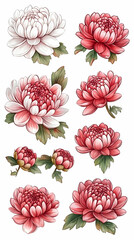 Watercolor Chrysanthemum Flower Collection on White Background