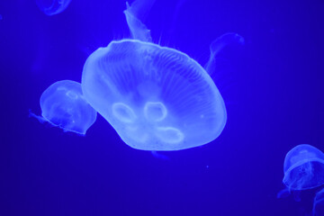 Fototapeta premium Jellyfish swimming in deep blue water. Marine life creatures move through the ocean and sea, transparent, bioluminescent bodies glowing up. Floating. Seen in aquariums or while diving. Ecosystem.