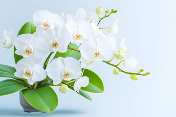 Obraz premium White Phalaenopsis Orchids Blooming in Pot on Blue Background