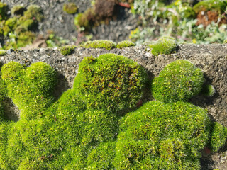 moss on concrete background