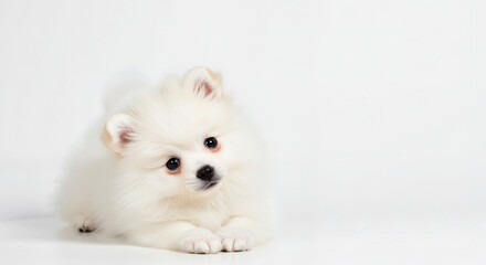 White Pomeranian Puppy with a Curious Mood, Lying Down, Against a White Background with Copy Space, Curious puppy tilting head