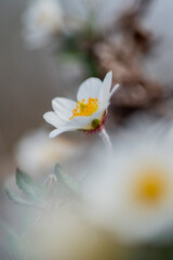 Fototapeta premium camedrio alpino