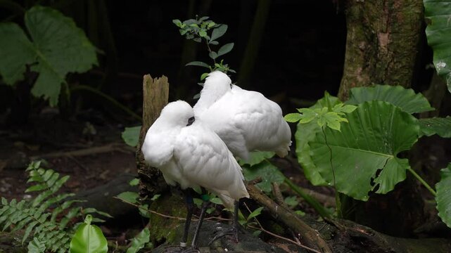 Two Black-faced Spoonbills (Platalea minor) rest while standing on the ground, with their bills tucked under their white feathers, close up shot of endangered wading bird species.