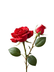 Red rose with petals on white background isolated transparent background