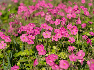 鮮やかなハナカタバミの花
