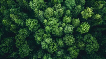 Naklejka premium An aerial shot capturing the dense green canopy of a forest, showing a variety of trees with different shades of green..