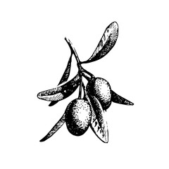 Hand drawn sketch olive branch. Vector illustration