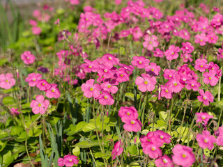鮮やかなハナカタバミの花