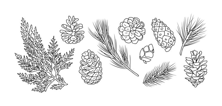 Set of fir branches and pine cones line art vector botanical illustrations. Winter greenery hand drawn black ink sketches collection. Modern design for Christmas greeting cards, background, banners.