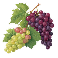Fototapeta premium red and green grapes