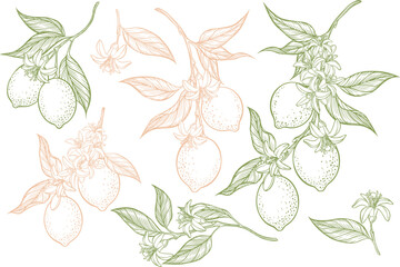 Set of doodle clip art of lemon tree and flowers. Vector illustration.