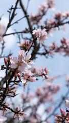 Sakura backgrounds outdoors blossom, sweet almond tree blossom, flowers, cheery tree. Firest signs of sping.