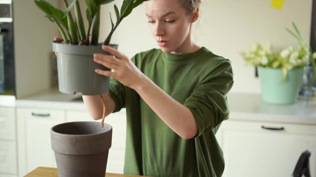A young girl transplants a diseased zamioculcas zamiifolia