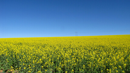 Fototapeta premium Bright yellow canola field and blue sky on a sunny day. Rural scene in springtime. Ecology concept. Agrarian industry. Vibrant photo wallpaper. Beauty of Earth