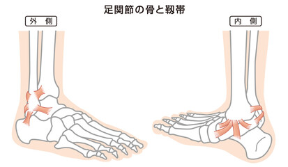 足関節の骨と靱帯　構造イラスト図