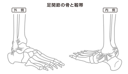 足関節の骨と靱帯　構造イラスト図　モノトーン