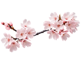A delicate sakura flower in full bloom with soft pink petals and intricate details. Transparent background