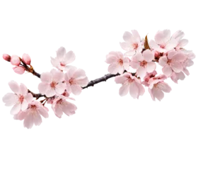 Fototapete Rund A delicate sakura flower in full bloom with soft pink petals and intricate details. Transparent background © Pixelly