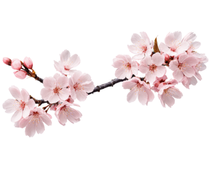 A delicate sakura flower in full bloom with soft pink petals and intricate details. Transparent background