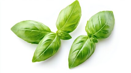 Fresh basil leaves isolated on a white background. 