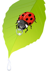 ladybug drinks water from a raindrop on a green spring leaf on a transparent background