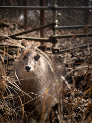 茶臼山動物のニホンカモシカ