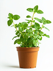 Obraz premium A oregano with pot isolated on a white background