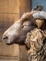 Fototapeta premium 茶臼山のクロヤギ