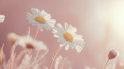 Obraz premium Delicate White Daisies in Minimalist Floral Tableau