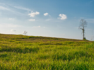 Trees, green fields in the countryside, daytime